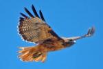 soaring hawk's Avatar