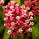 soulmate-asclepias-support-the-monarchs-set-of-3-roots-d-2019010811443885_8962187w.jpg