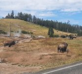 Bison3.jpg