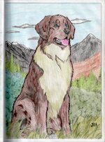 StBernard-474x640.jpg
