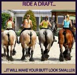 DraftHorse.jpg