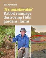 rabbit advertiser.jpg