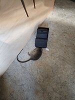 Rat.jpg