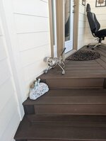 Weiner Dog.jpg