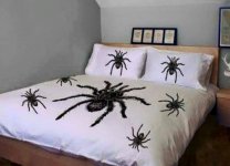 SpYder bed.jpg