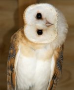 owl_barn_headTurnedSideways_364x440.jpg