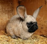 pug.jpg