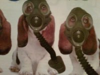 basset in gas masks.jpg