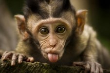 monkey-06.jpg