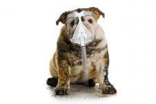 3-Bulldog1.jpg
