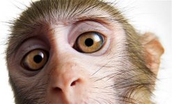 Monkey Up Close.jpg