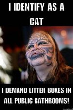 I is a cat.jpg