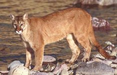Mountain_lion.jpg