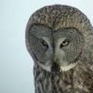 grayowl