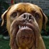 Mad_Dog603