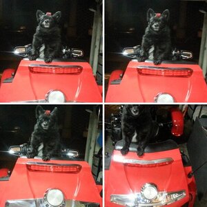 Teds New Sled