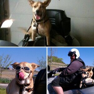 Spyder Dingo