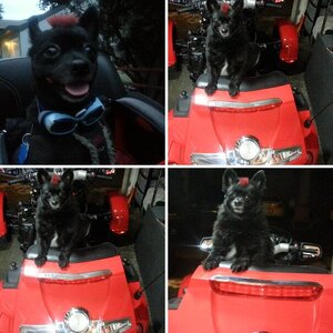 Pics of Teddy