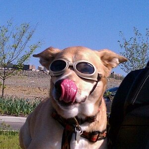 Cool Spyder Dog