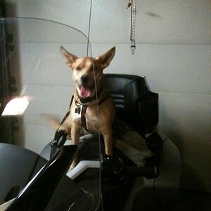 Happy Spyder Dog