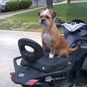 Roxie