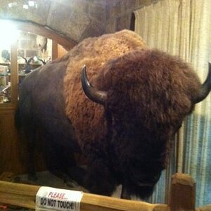 Lamont's Buddy