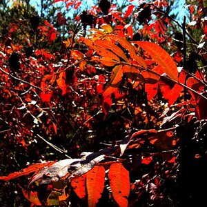 Sumac