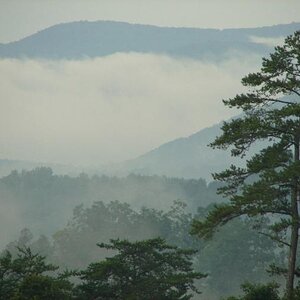 Morning mist