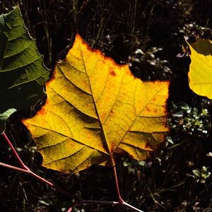 Leaf