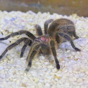old spider....ewww