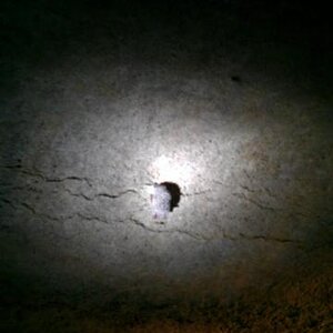 cavedwellersbat