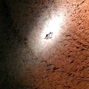 cavedwellersbat1