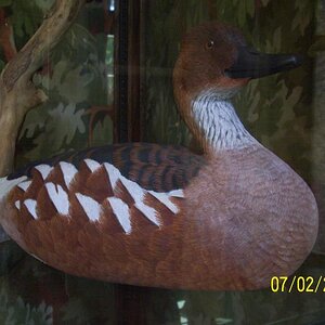 Duck