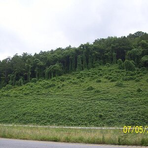 Kudzu.
