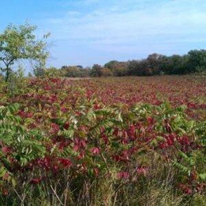 pipestone sumac