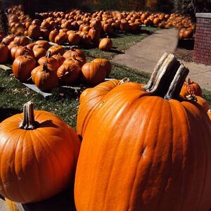 pumpkins