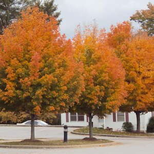 NC2012AUTUMN0018