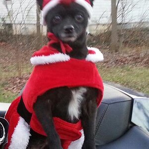 XmasNoTongue