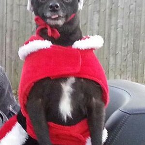 XmasTongue