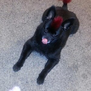 lick