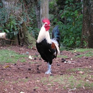 topcock