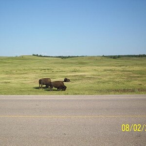 Bison