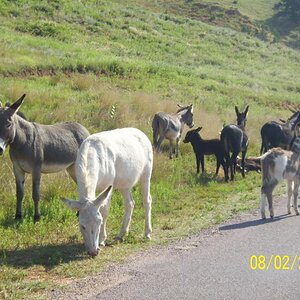 Mules or such.