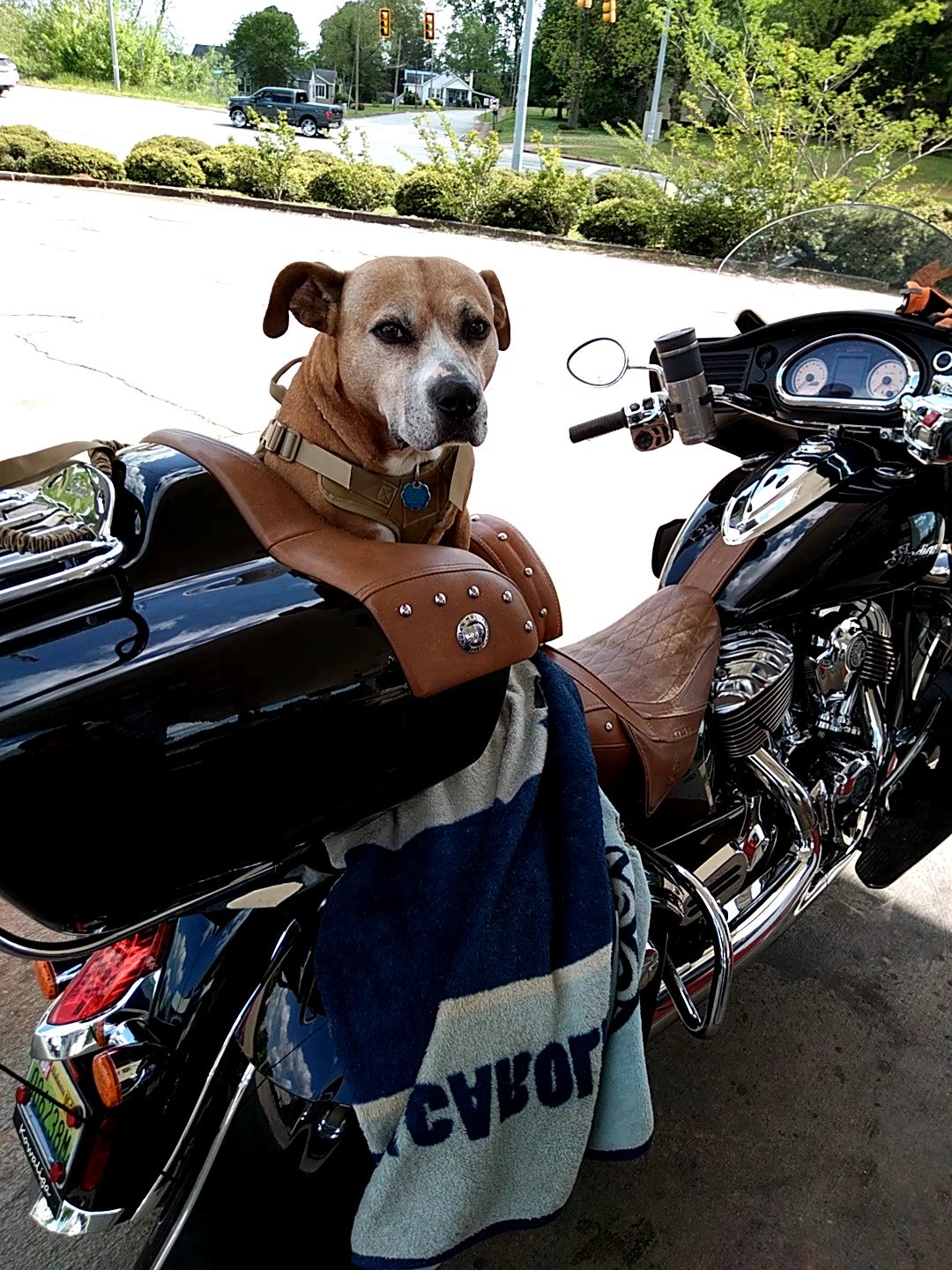 20220424_145722.jpgmy dog