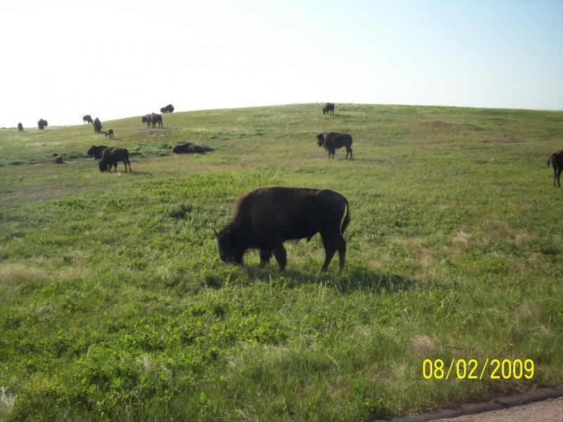 Bison