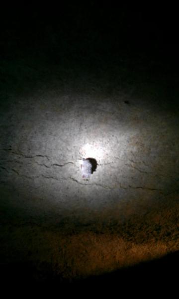 cavedwellersbat