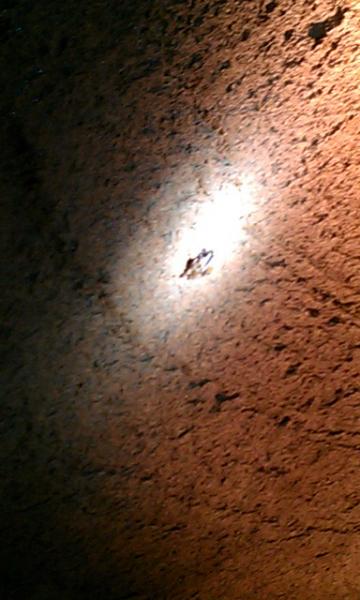 cavedwellersbat1