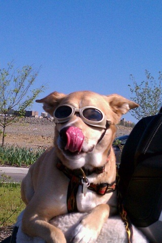 Cool Spyder Dog
