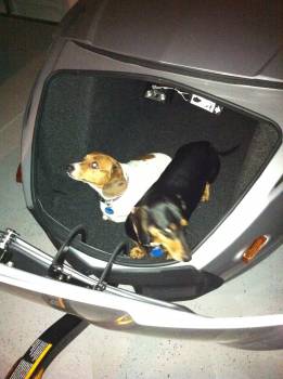 Doggies