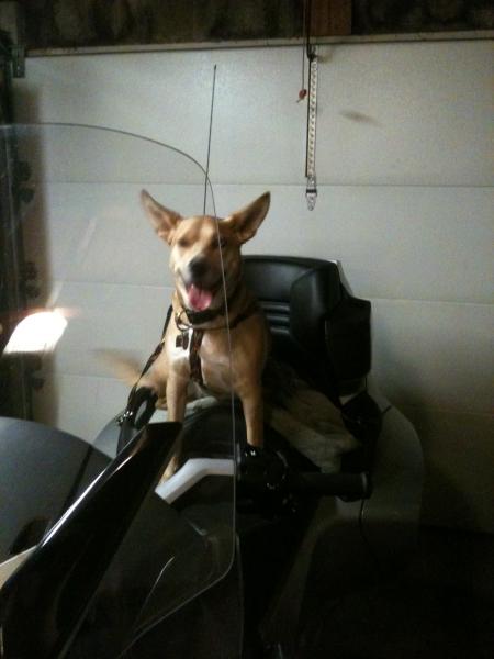 Happy Spyder Dog